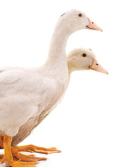 Two white ducks.