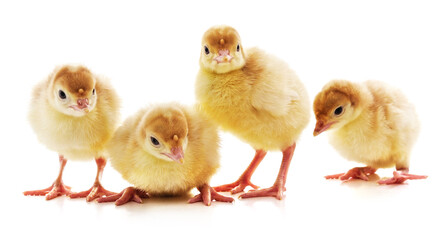 Four little turkeys.