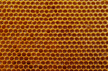 Honeycombs with honey on a background.