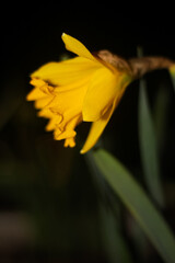 Fototapeta na wymiar yellow flower in the night park.