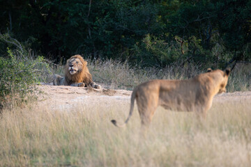 A Mating pair of lions seen on a safari in South Africa