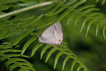 A Purple Hairstreak butterfly resting on Bracken.