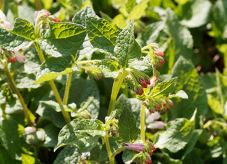 Symphytum grandiflorum 'Hidcote Pink' | Consoude à grandes fleurs en clochettes couleur pastel rose pâle à pointe à rouge en cymes retombantes et à feuilles ovales, pointues et nervurées