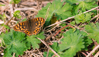 Maculata butterfly with open wings. Pararge aegeria. Copy space