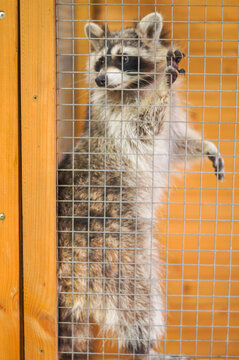 a raccoon dog in a zoo cage stands in full growth