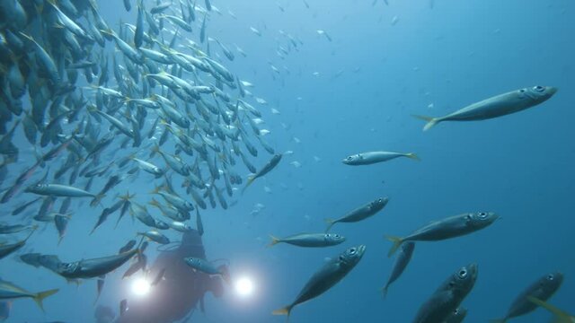 A scuba diver operating an underwater camera set-up attached with bright lights pushes his way through a large school of darting fish as he captures and records the underwater action
