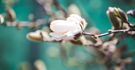 Blooming magnolia flower spring background