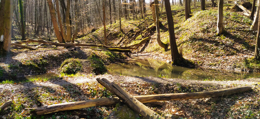 Summer landscape of the old forest and broken trees wrapped in moss, fallen from old age.