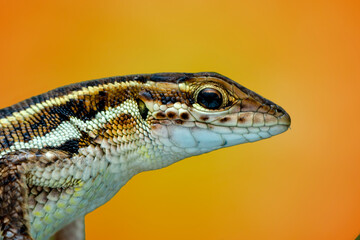 Closeup  Beautiful lizard in the garden