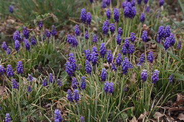 Obraz premium Muscari, Grape Hyacinth blue flowers on sunny spring day