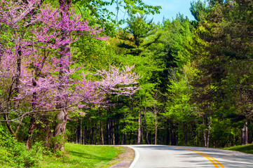 Springtime woods with flowering redbud tree