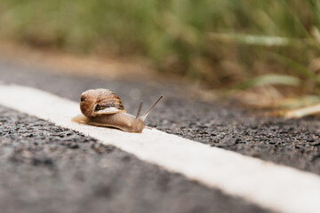 Small garden snail in a shell crawling and crossing the road with a blurred background.  Snail hurry home. © andrzejz