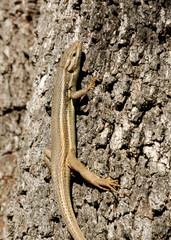 Lagartija colilarga, Psammodromus algirus, en el Parque Nacional de Monfragüe. Red Natura 2000. España