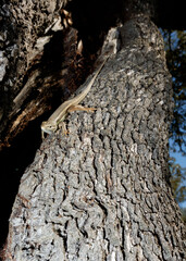 Lagartija colilarga, Psammodromus algirus, en el Parque Nacional de Monfragüe. Red Natura 2000. España