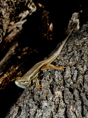 Lagartija colilarga, Psammodromus algirus, en el Parque Nacional de Monfragüe. Red Natura 2000. España