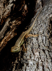 Lagartija colilarga, Psammodromus algirus, en el Parque Nacional de Monfragüe. Red Natura 2000. España