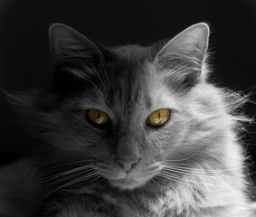 Retrato de gato en blanco y negro con ojos de color 