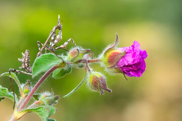 Close up of pair of Beautiful European mantis ( Mantis religiosa )