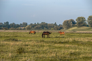 horse grazing in a pasture