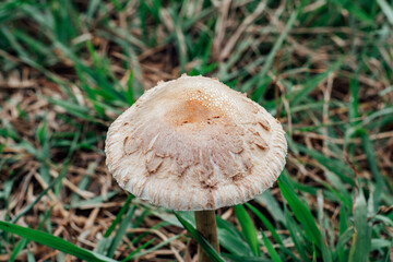 mushrooms in the grass