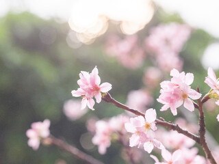 Color of Nature - Spring