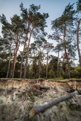 Extraction of amber in the forest. Destruction of the forest. Ecological catastrophy.