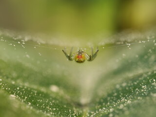 tiny spider in web on leaf