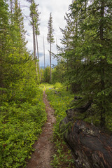 Fototapeta na wymiar Hiking Trail through the forest 