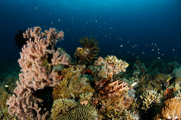 Naklejka na ściany i meble Colorful Coral Reef in Raja Ampat. West Papua, Indonesia