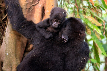 Gorilla Baby with Mother Climbing a Tree, Looking over Her Shoulder. Bwindi Impenetrable National Park, Uganda