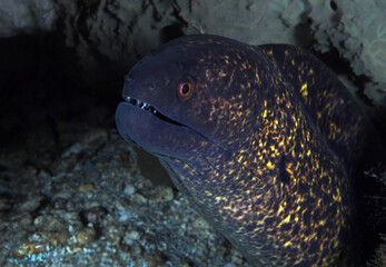 Yellow-edged Moray Eel (Gymnothorax flavimarginatus). Anilao, Philippines
