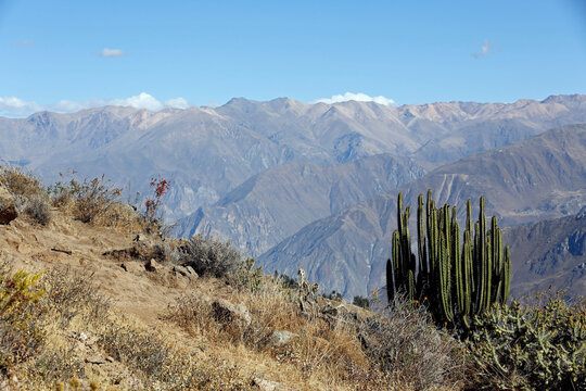 View of Colca Canyon, with Big Cactus in the Foreground. Caylloma Province, Peru