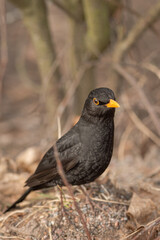 One of the most familiar birds in parks and gardens of Europe, the common blackbird.