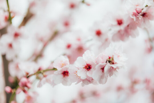 Almond tree blossom. Blooming branches with pink and white flowers in the spring.