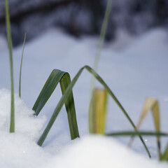 Green grass and snow. Seasonal change of weather.