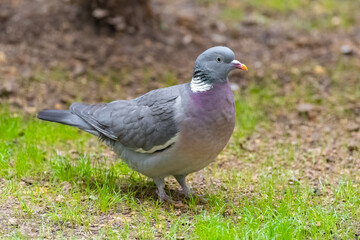 Wood pigeon, turtledove 