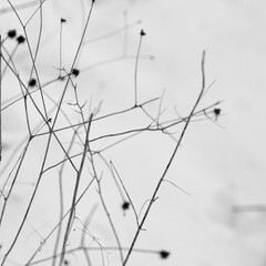 Twigs on a white background. 