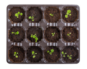 Young petunia flower sprouts growing in plastic tray isolated on white. Spring seedlings. Gardening...