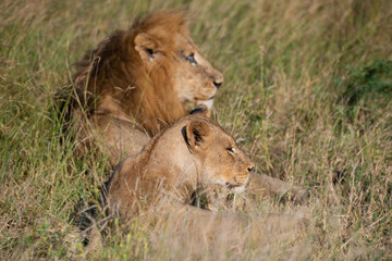 A Mating pair of lions seen on a safari in South Africa