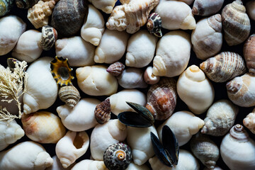 mer plage bateau coquillages