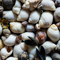 mer plage bateau coquillages