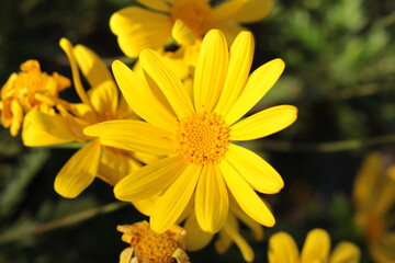 close up of yellow flower