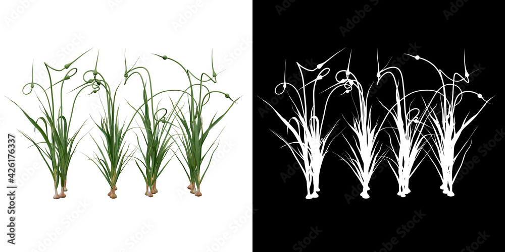 Canvas Prints left view of plant (garlic) png with alpha channel to cutout 3d rendering
