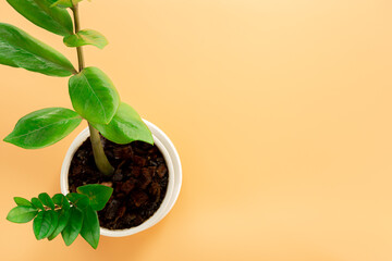 White potted plants on orange background