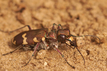 Closeup on the Northern dune tiger beetle, Cicindela hybrida on sandy soil