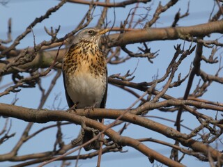 Fieldfare (Turdus pilaris) - grey-brown bird perched on tree branch, Gdansk, Poland