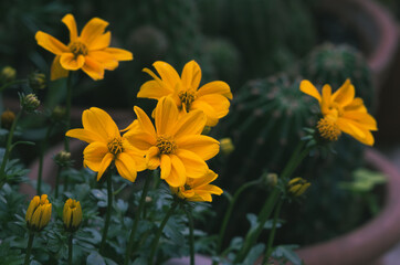 Yellow Cosmea flowers with blurred background