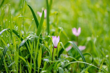 Cyclamen Persicum in an early spring morning in a park near Kokhav Yair, Israel.