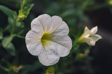 Sulfinia flower macro with blurred background