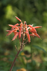 Coral aloe flowers close-up macro with blurred background